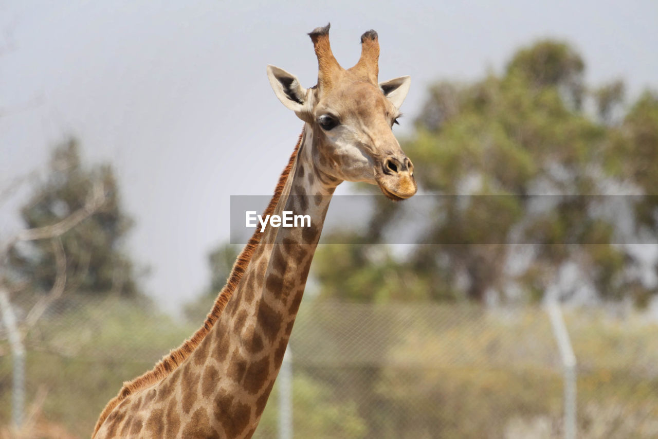 Portrait of giraffe at zoo