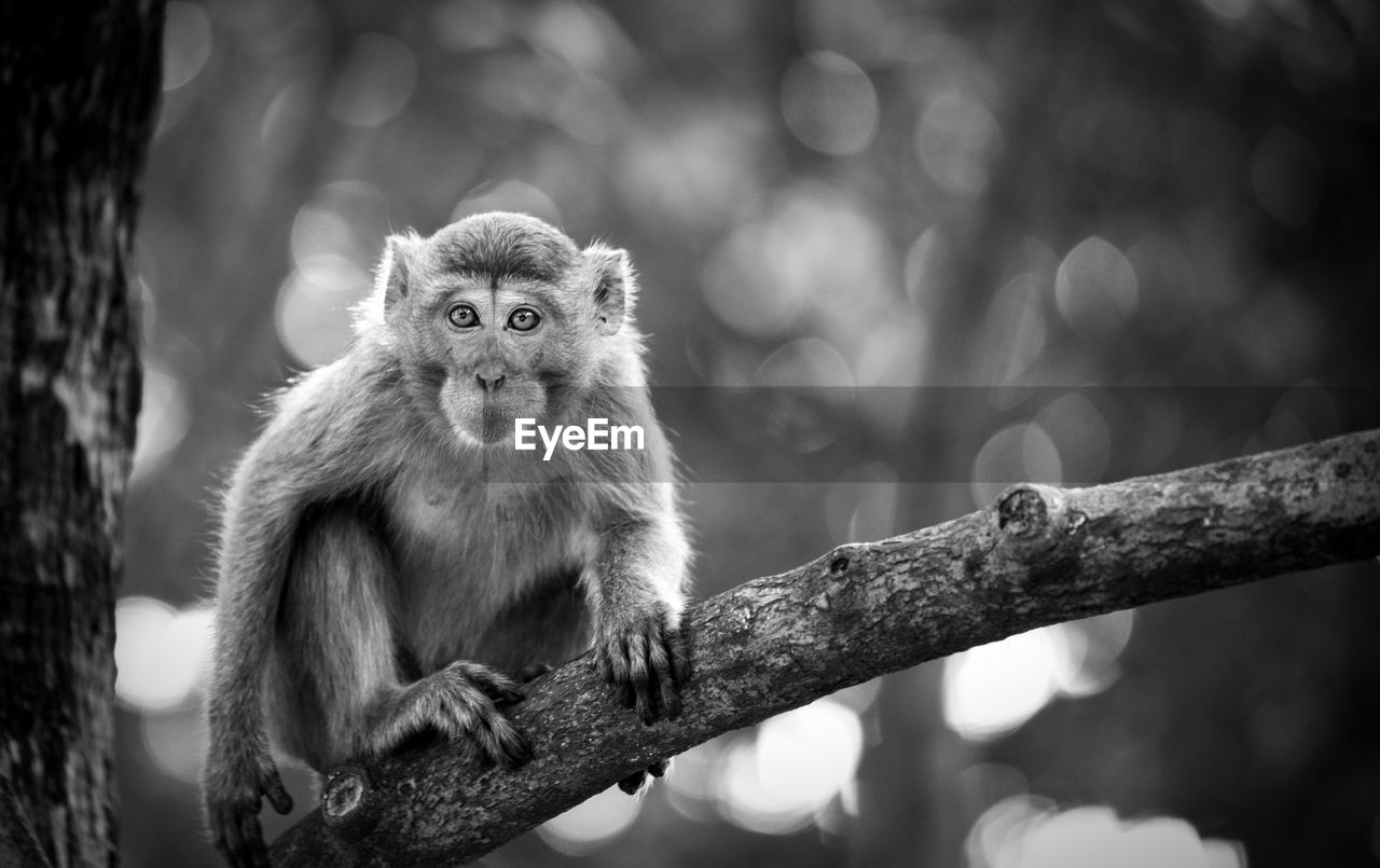 Portrait of monkey sitting on branch