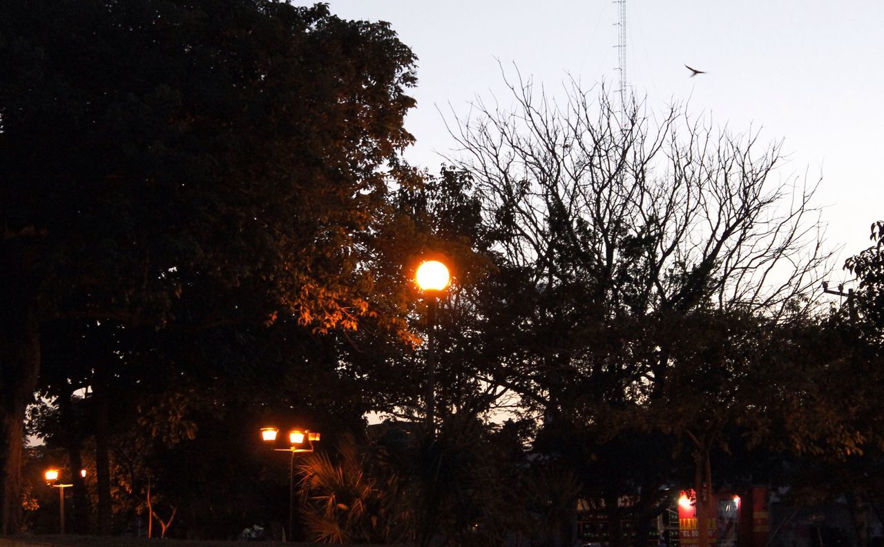 Low angle view of illuminated street light and tree against sky