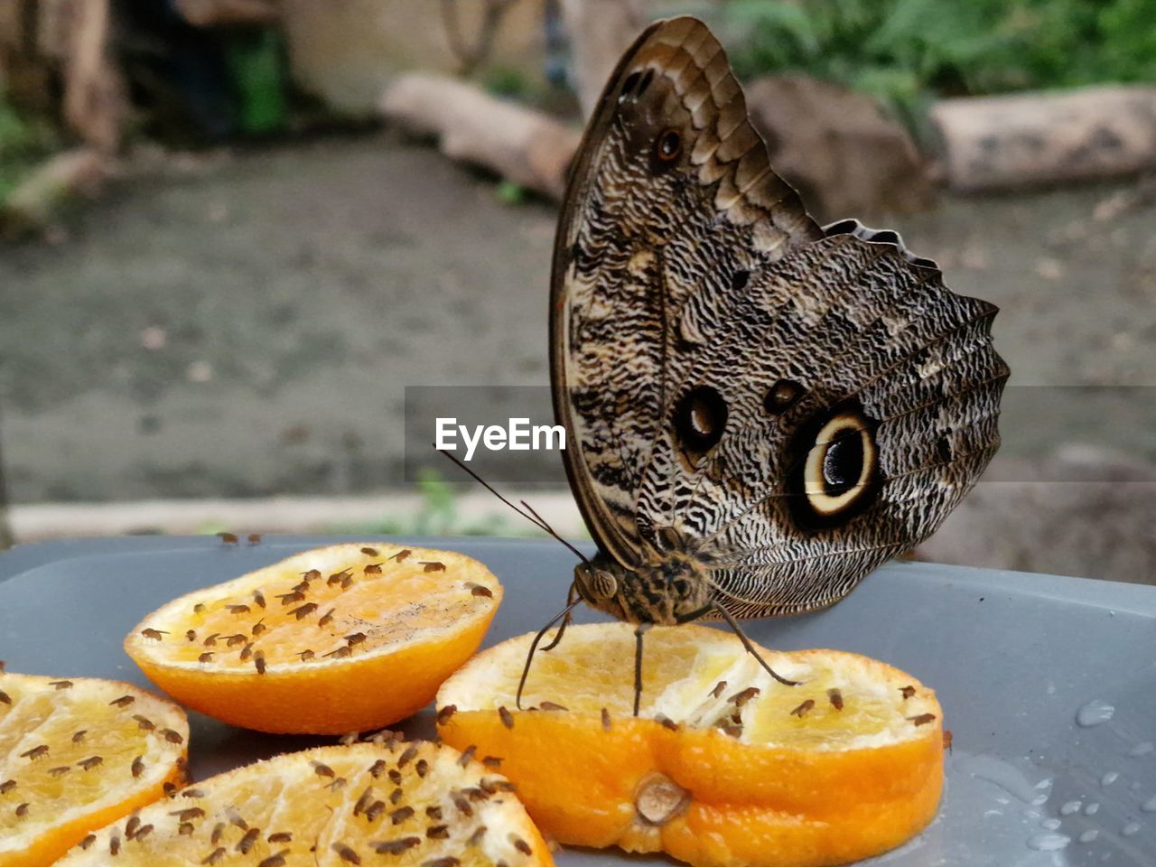 butterfly, animal, animal themes, food, food and drink, animal wildlife, moths and butterflies, no people, one animal, wildlife, healthy eating, fruit, focus on foreground, close-up, plant, nature, insect, produce, day, animal wing, outdoors, freshness, macro photography