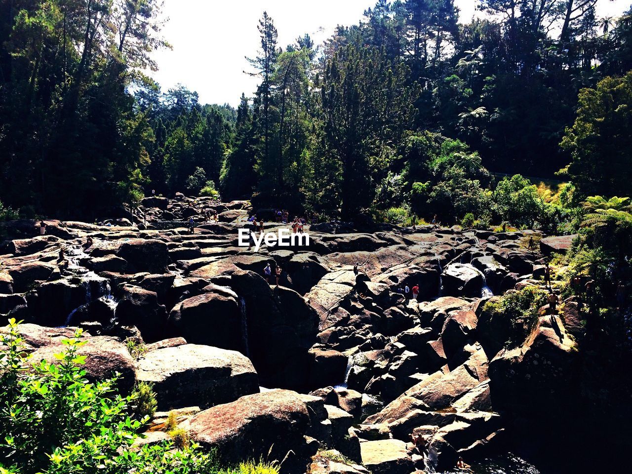 TREES ON ROCK IN FOREST