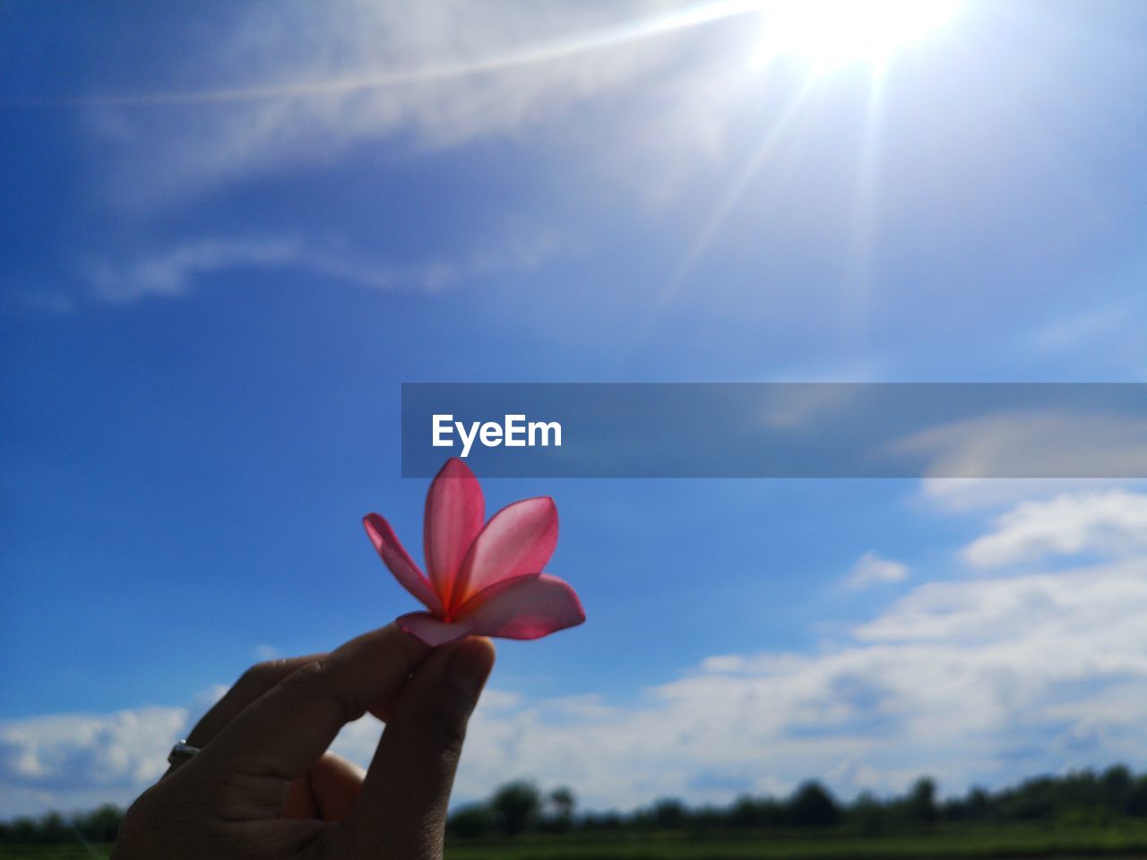 CLOSE-UP OF HAND HOLDING FLOWER AGAINST SKY