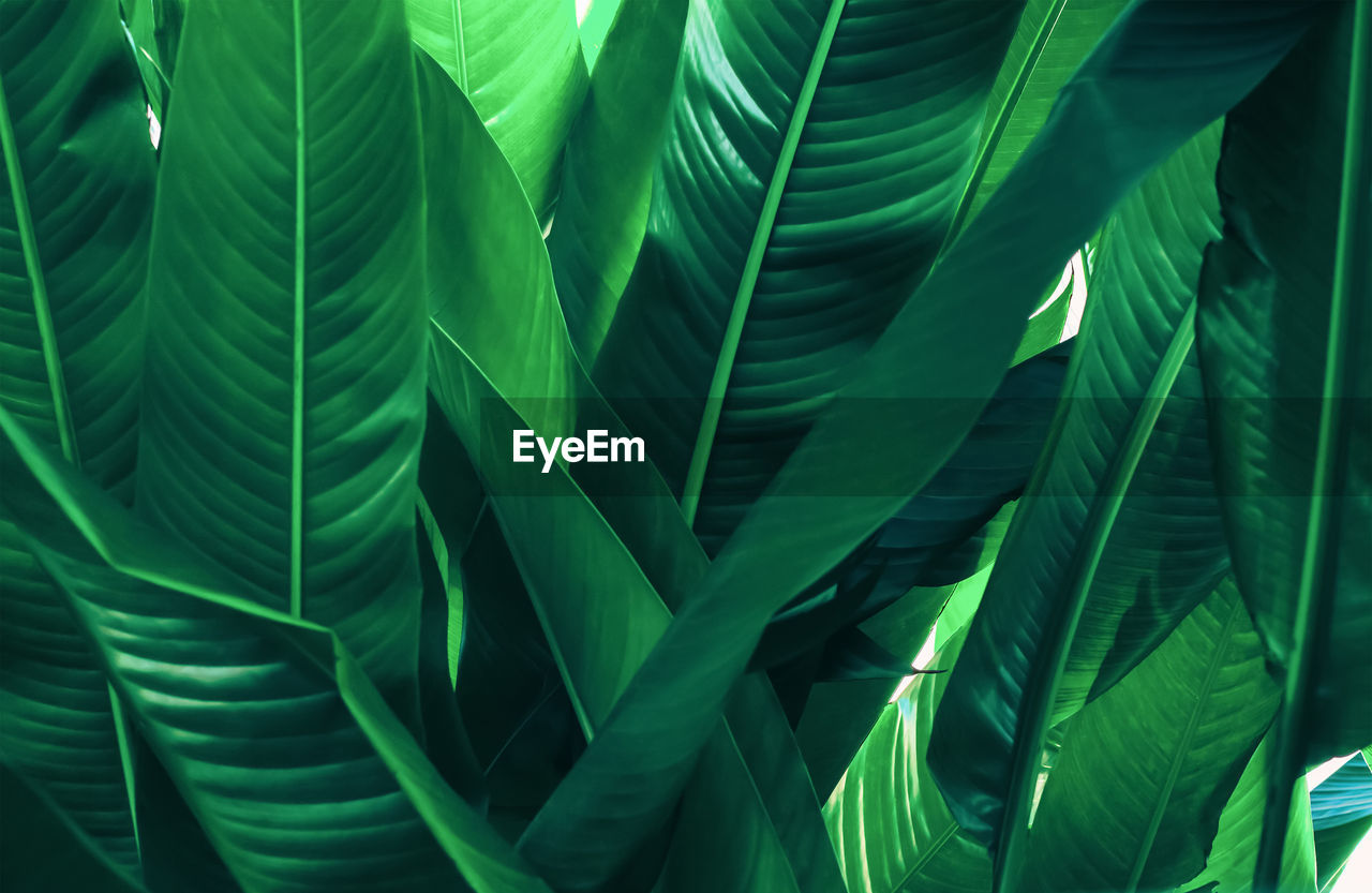 Soft focus green leaf texture background natural wallpaper