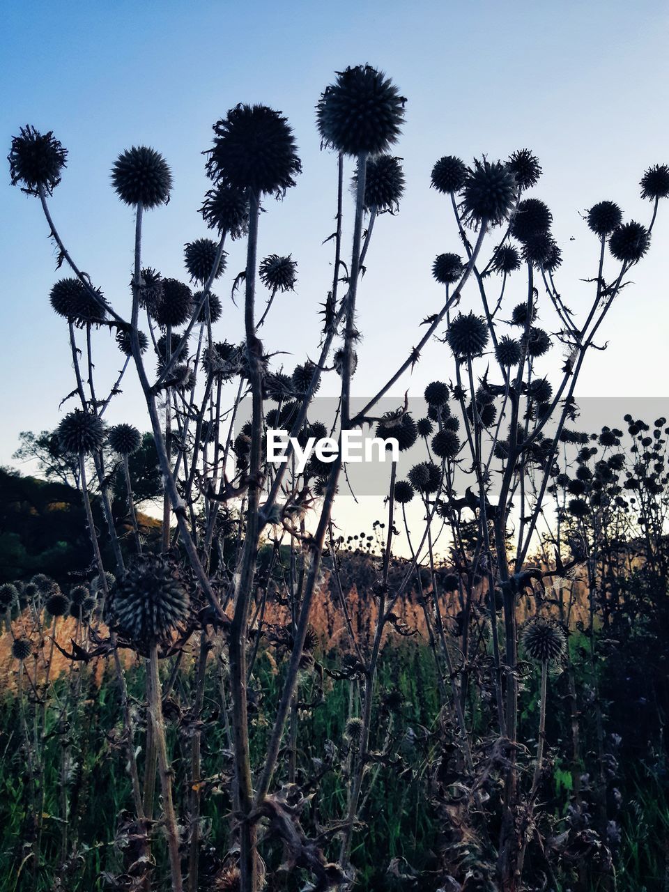 LOW ANGLE VIEW OF PLANTS ON FIELD AGAINST SKY