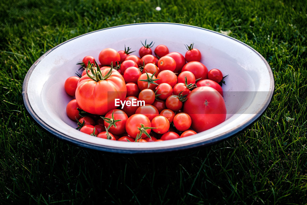 HIGH ANGLE VIEW OF CHERRIES IN BOWL