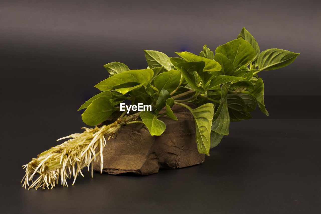 CLOSE-UP OF PLANT AGAINST BLACK BACKGROUND