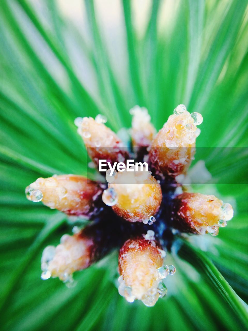 Close-up of water drops on flower