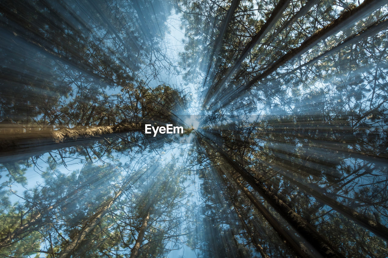 Directly below shot of sunlight streaming through trees in forest against sky