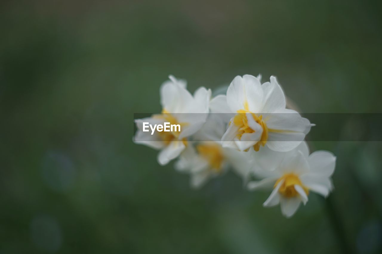 Close-up of white flowers