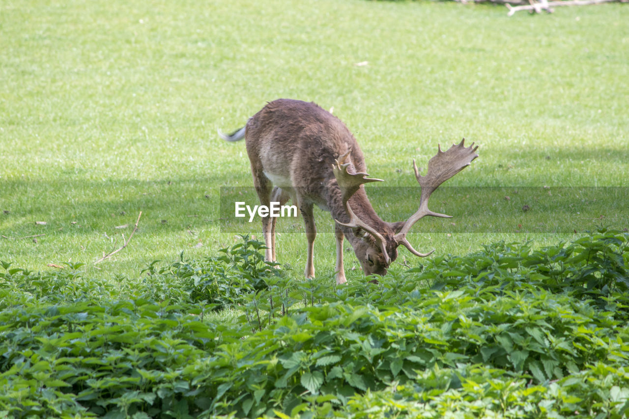 Deer in a field