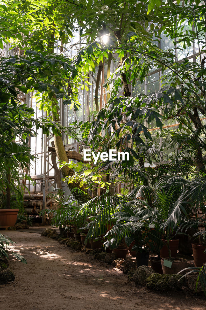 Tropical greenhouse with evergreen potted plants, palms, lianas at sunny day. vertical shot