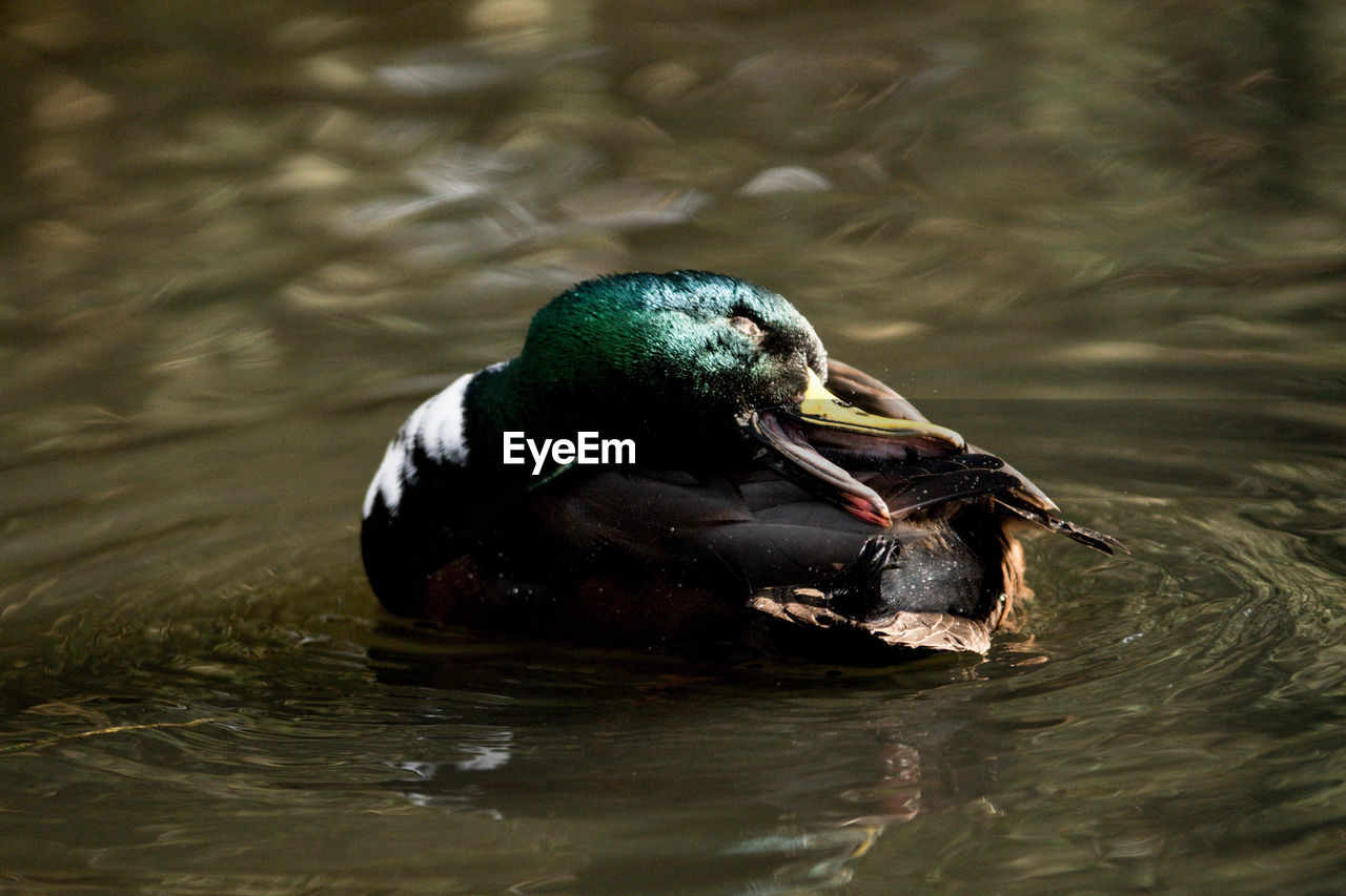 Close-up of mallard duck swimming in lake