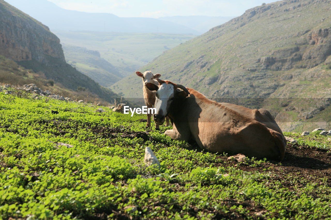 Cows in an israeli landscape