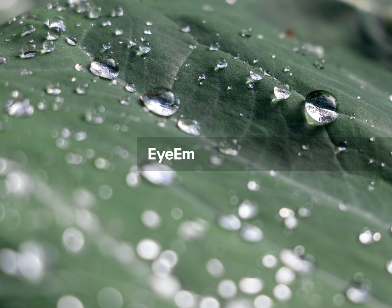 Close-up of raindrops on leaves