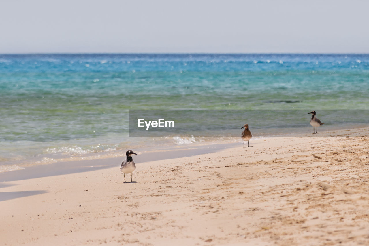 beach, sea, land, water, body of water, sand, shore, sky, horizon over water, horizon, ocean, nature, coast, wave, beauty in nature, scenics - nature, motion, wind wave, day, vacation, holiday, trip, full length, two people, men, animal, leisure activity, outdoors, tranquility, walking, dog, clear sky, adult, travel destinations, canine, togetherness, animal themes, tranquil scene, sunny, lifestyles, child, summer, women