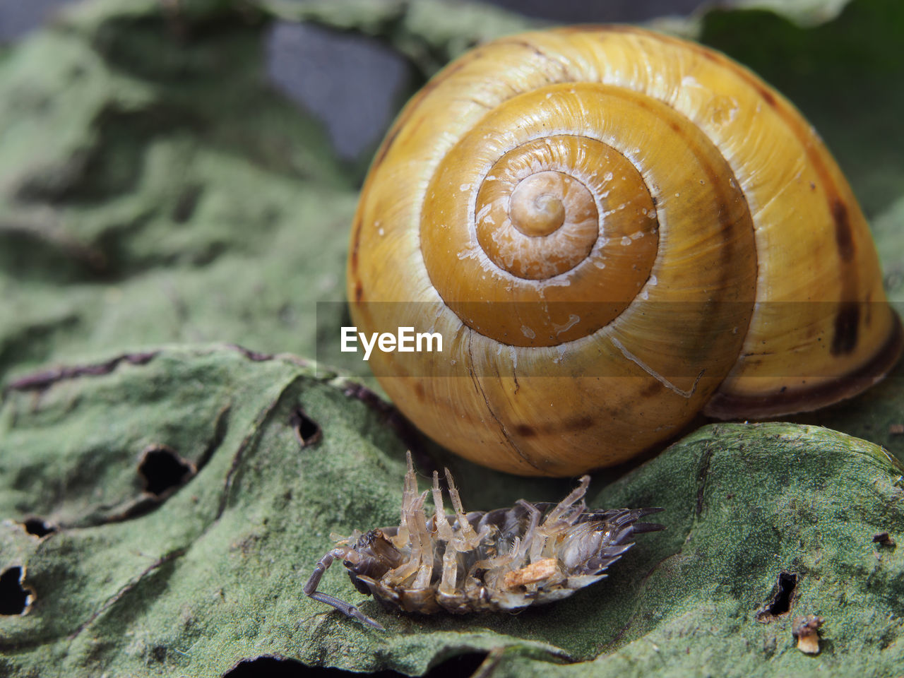 CLOSE-UP OF SNAILS