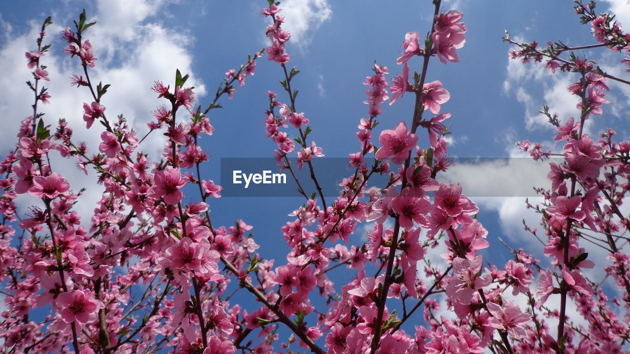 Low angle view of pink flowers blooming on tree