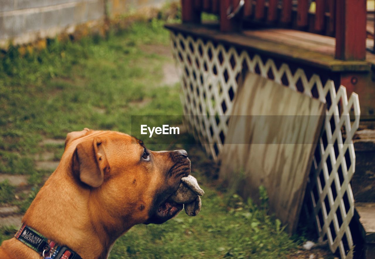 Close-up of dog looking away on field