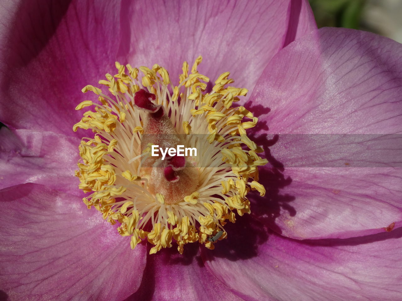 CLOSE-UP OF FLOWER POLLEN