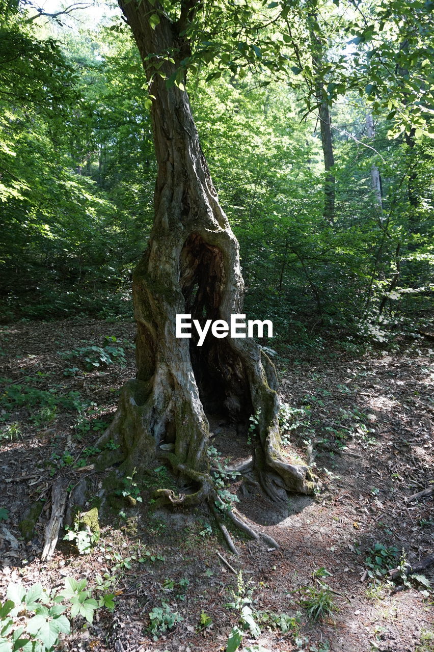 TREE TRUNK AMIDST PLANTS IN FOREST