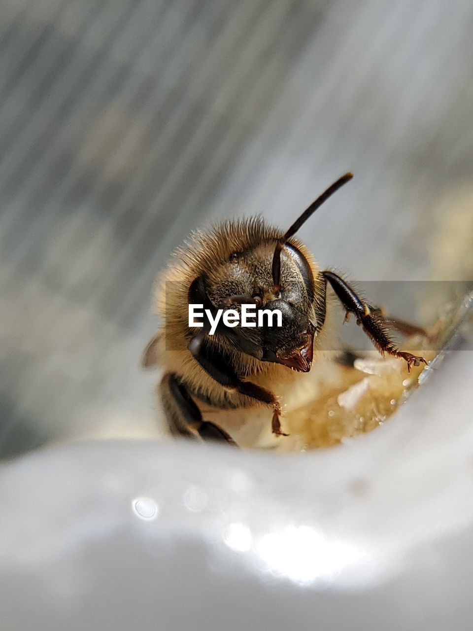 Honey bee cleaning up honey from extracting equipment.