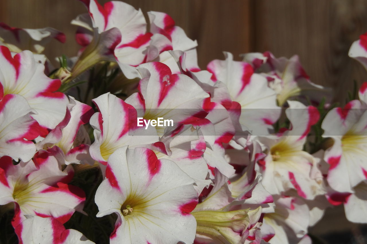 CLOSE UP OF FLOWERS