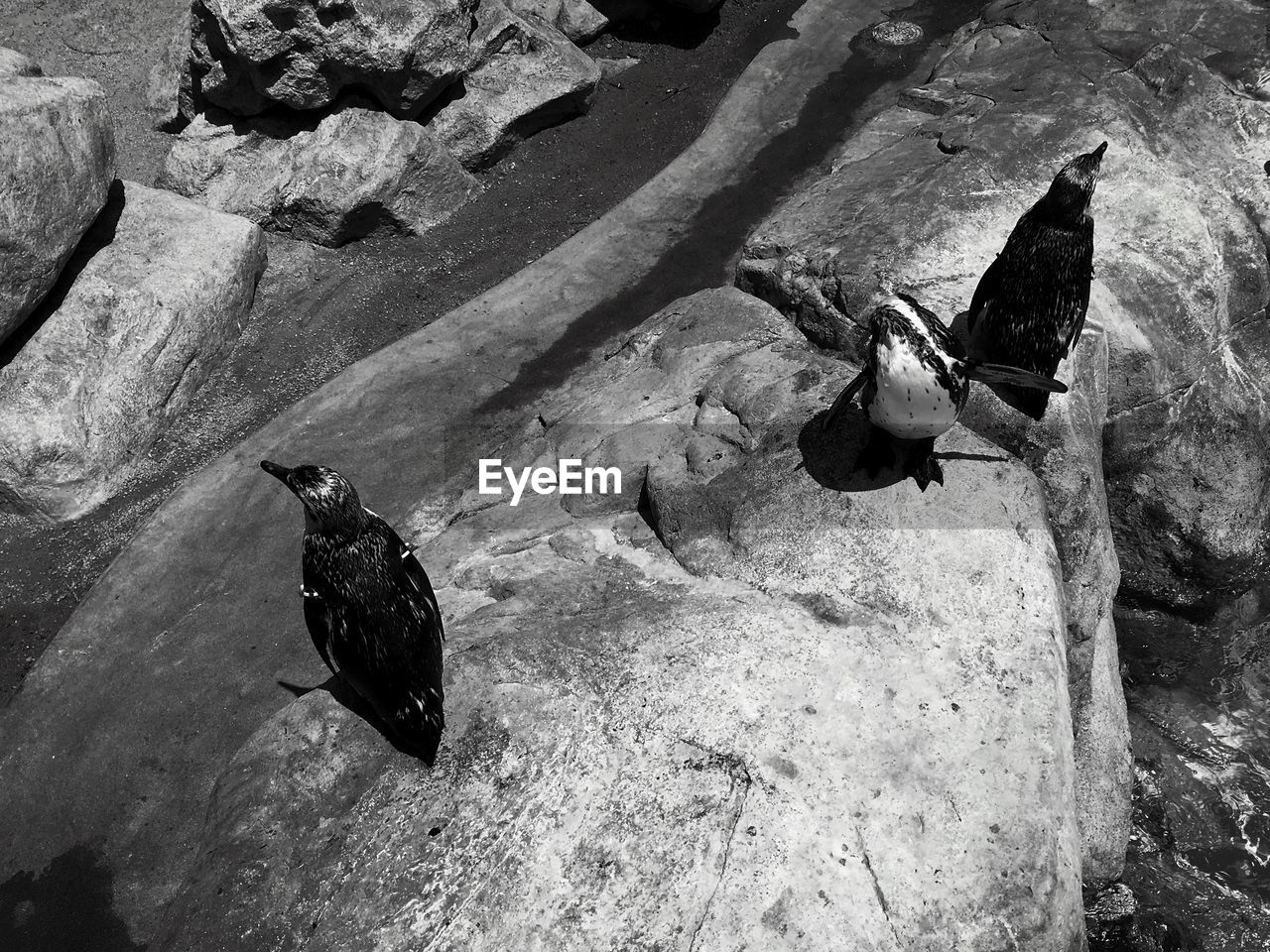 High angle view of penguins on rock at zoo