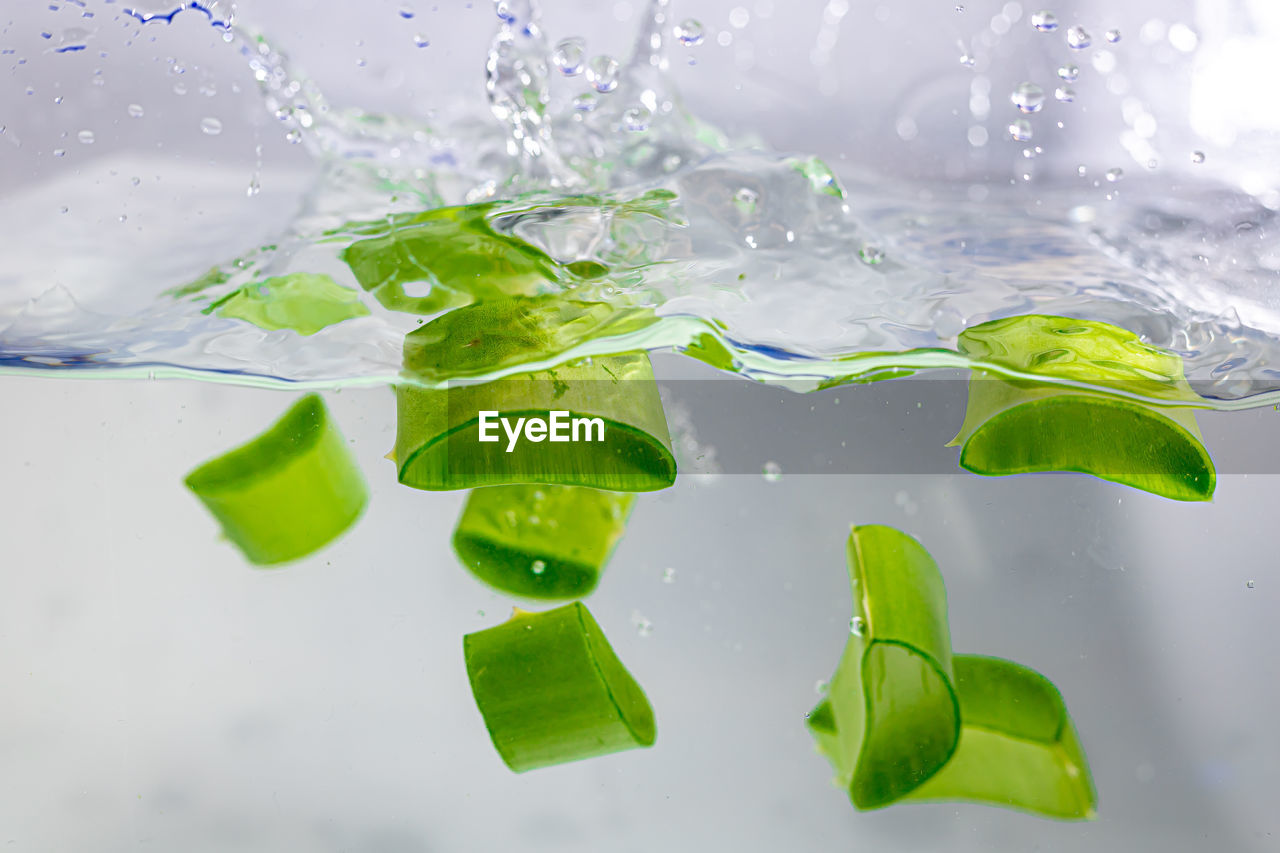 High angle view of leaves floating on water