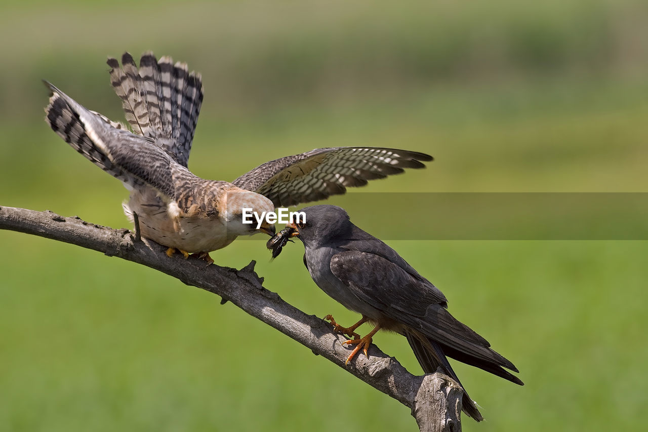 Close-up of birds perching on branch