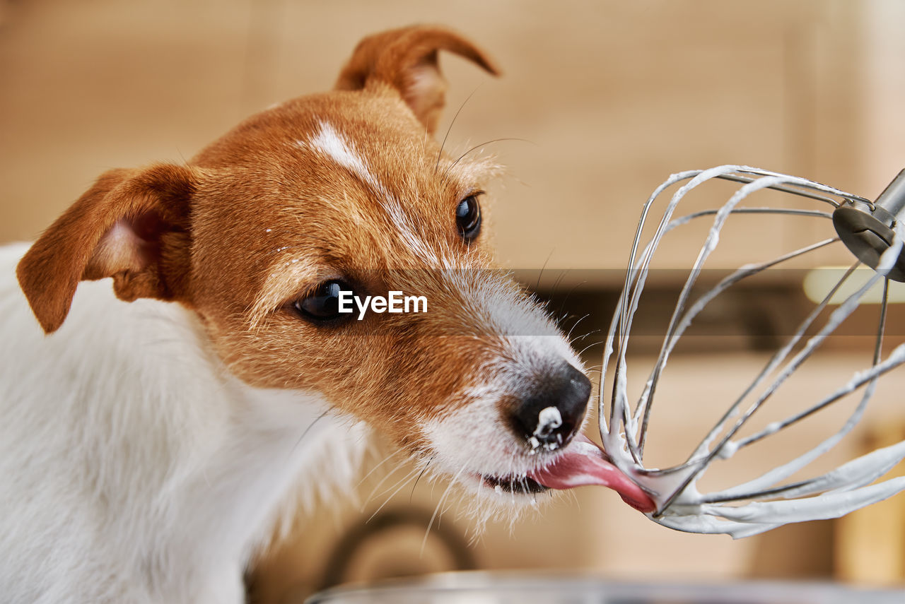 Dog lick electric kitchen mixer whisk