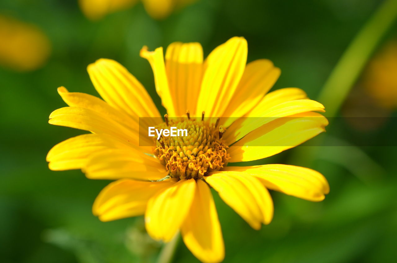 Close-up of yellow flower