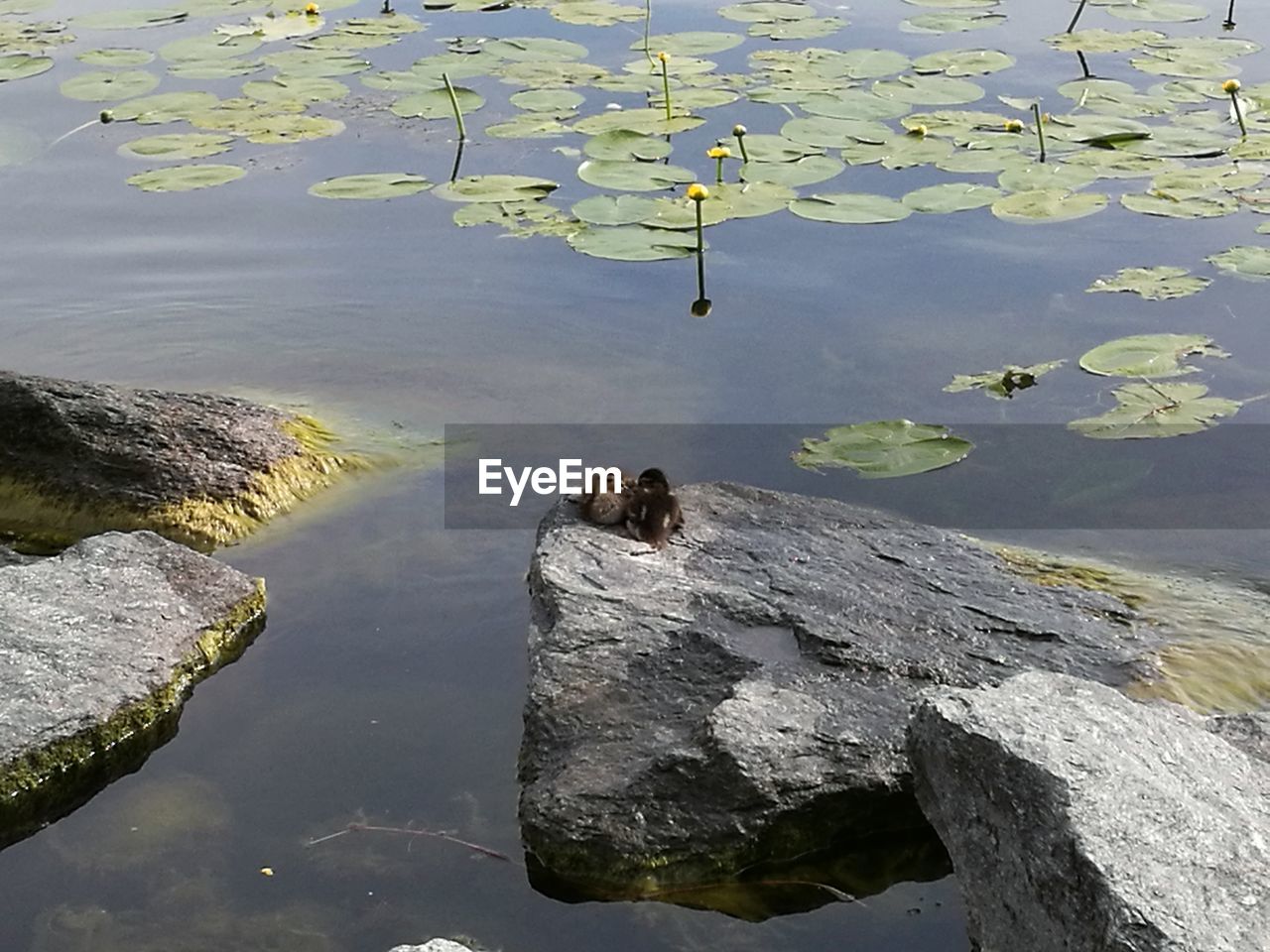 HIGH ANGLE VIEW OF DUCKS SWIMMING IN LAKE