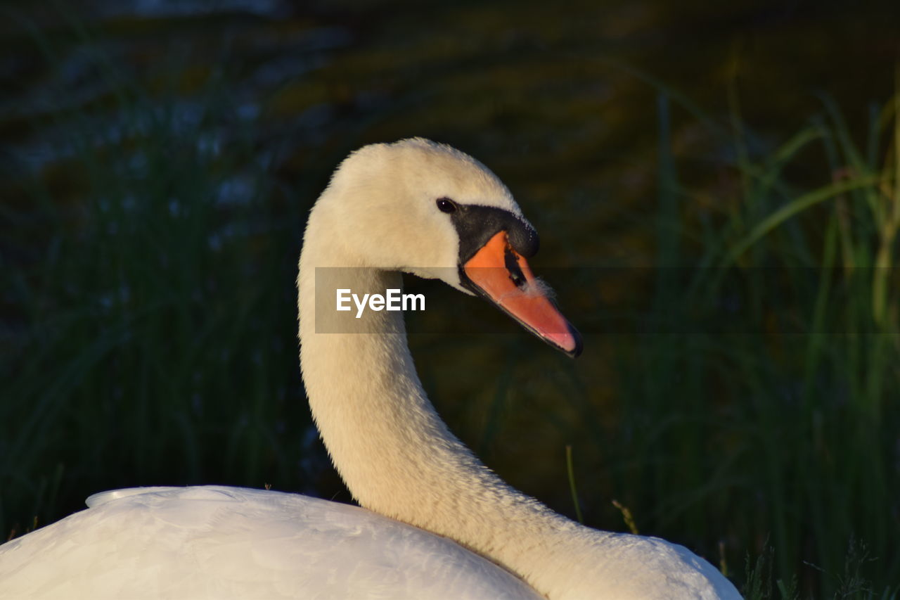CLOSE-UP OF SWAN ON ROCK