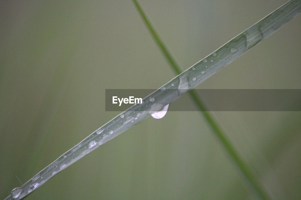 CLOSE-UP OF WATER DROP ON GRASS