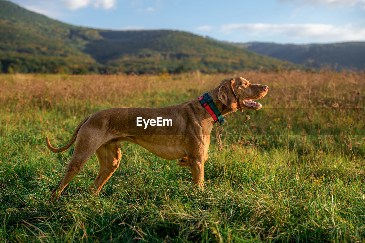 Beautiful male hungarian vizsla hunting dog pointing. hunting dog in point side view.