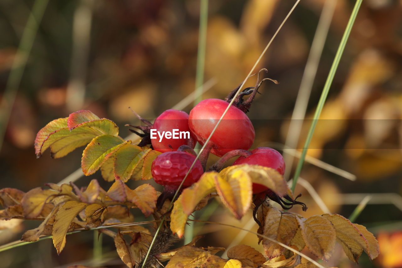 Close-up of rose hips on plant