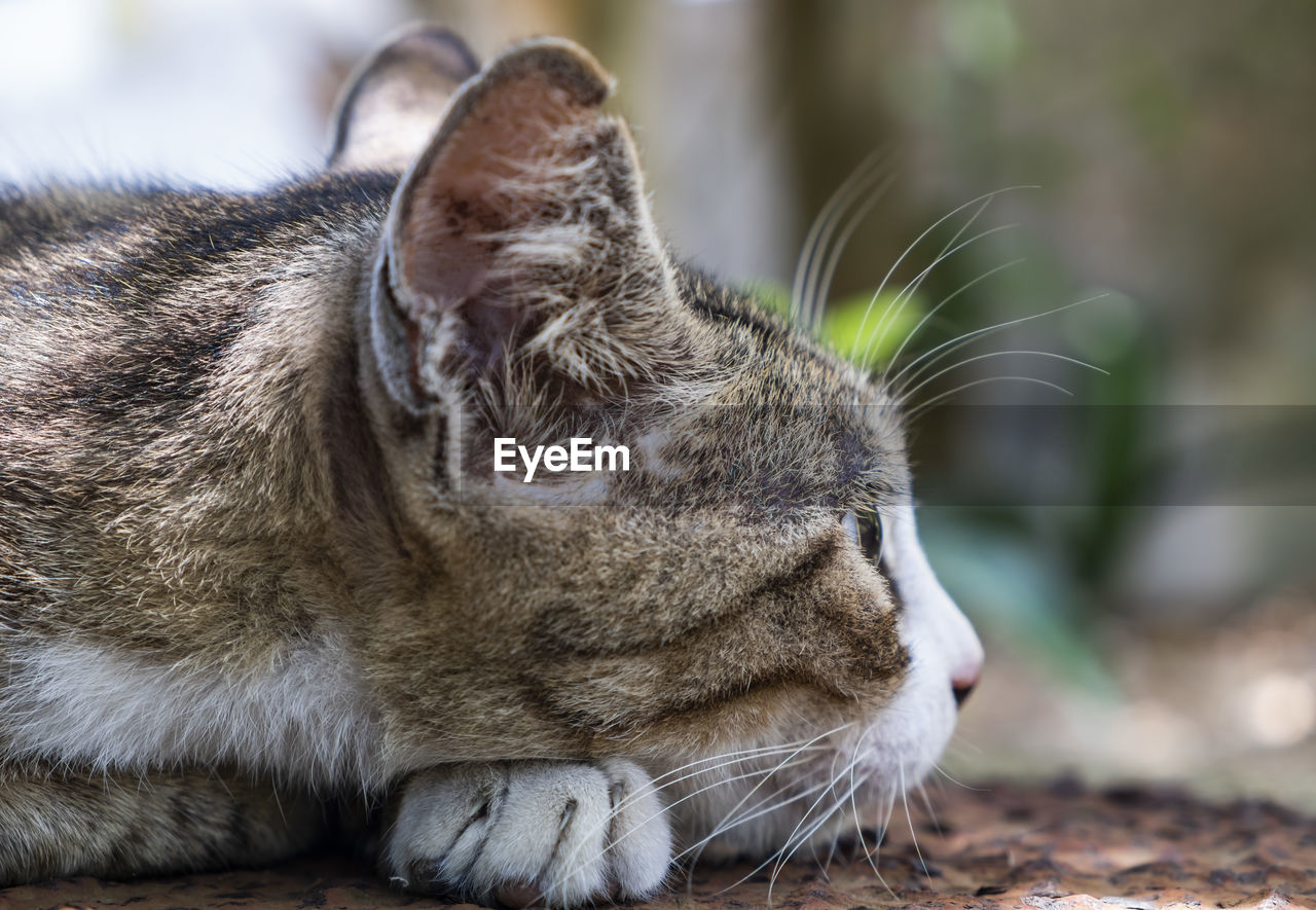 Lovely cat laying down and watching