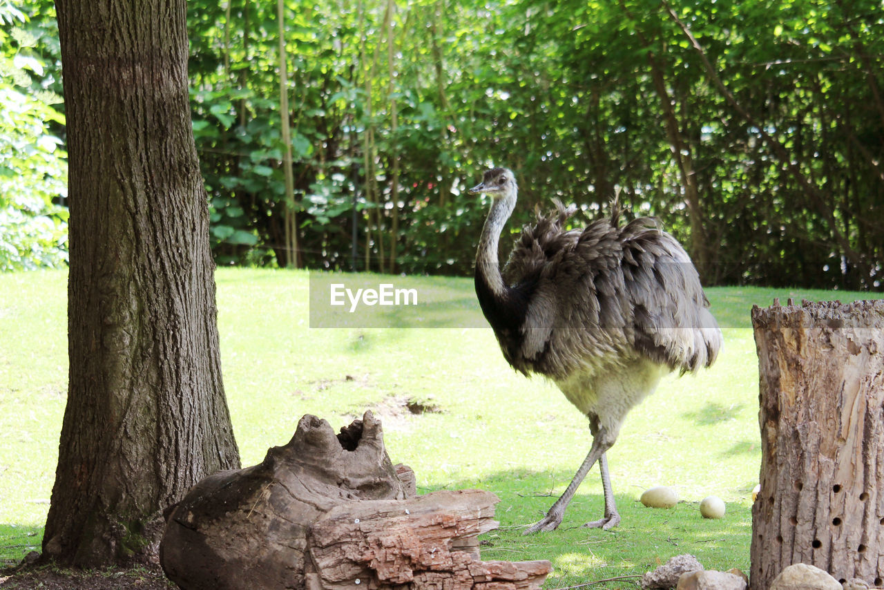 animal themes, animal, animal wildlife, tree, bird, plant, ostrich, wildlife, zoo, tree trunk, trunk, nature, ratite, emu, group of animals, no people, day, outdoors, land, green, grass, two animals, full length