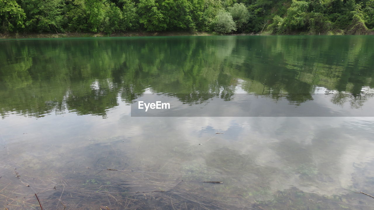 REFLECTION OF TREES IN WATER