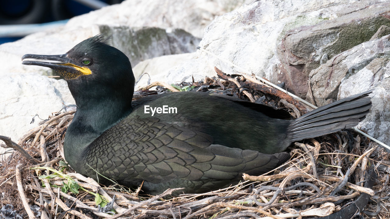 CLOSE-UP OF DUCK PERCHING ON ROCK