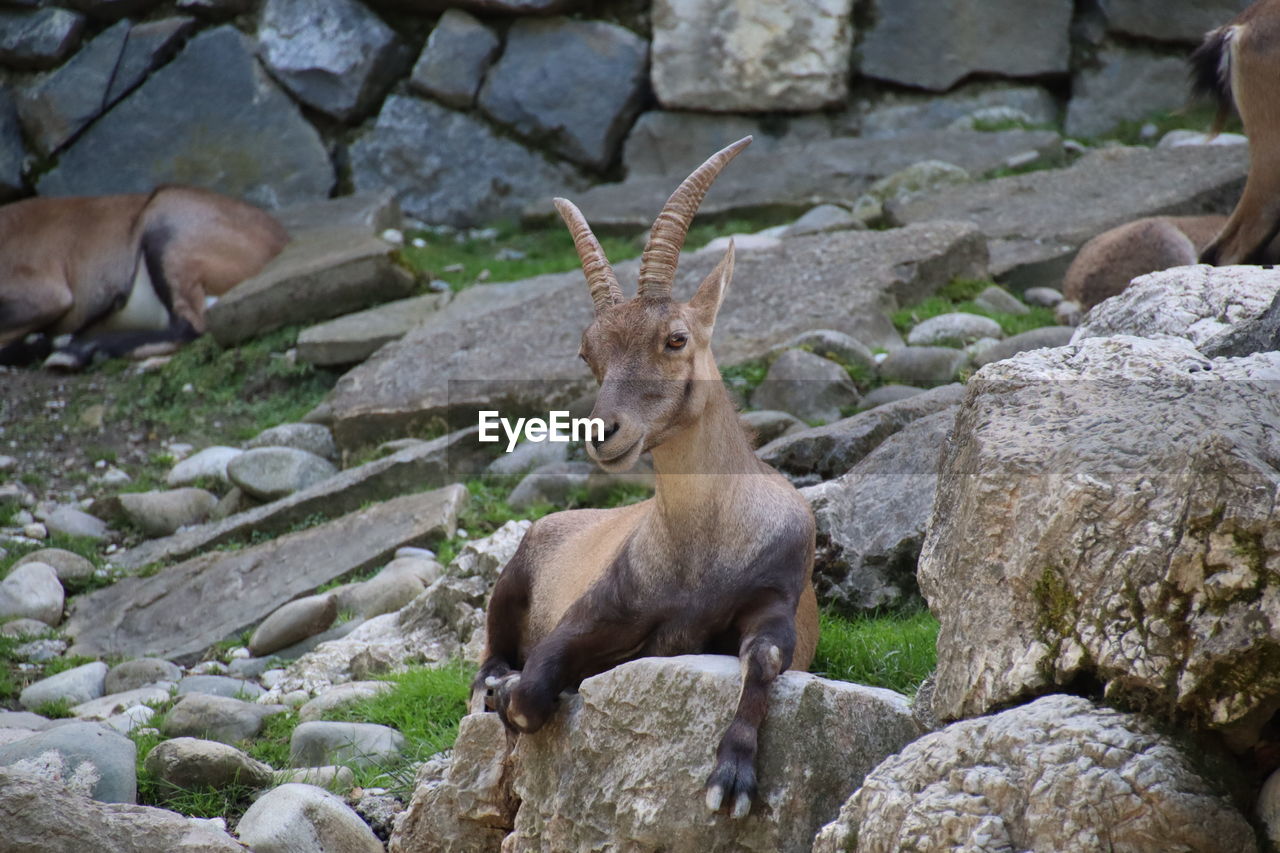 VIEW OF DEER ON ROCK