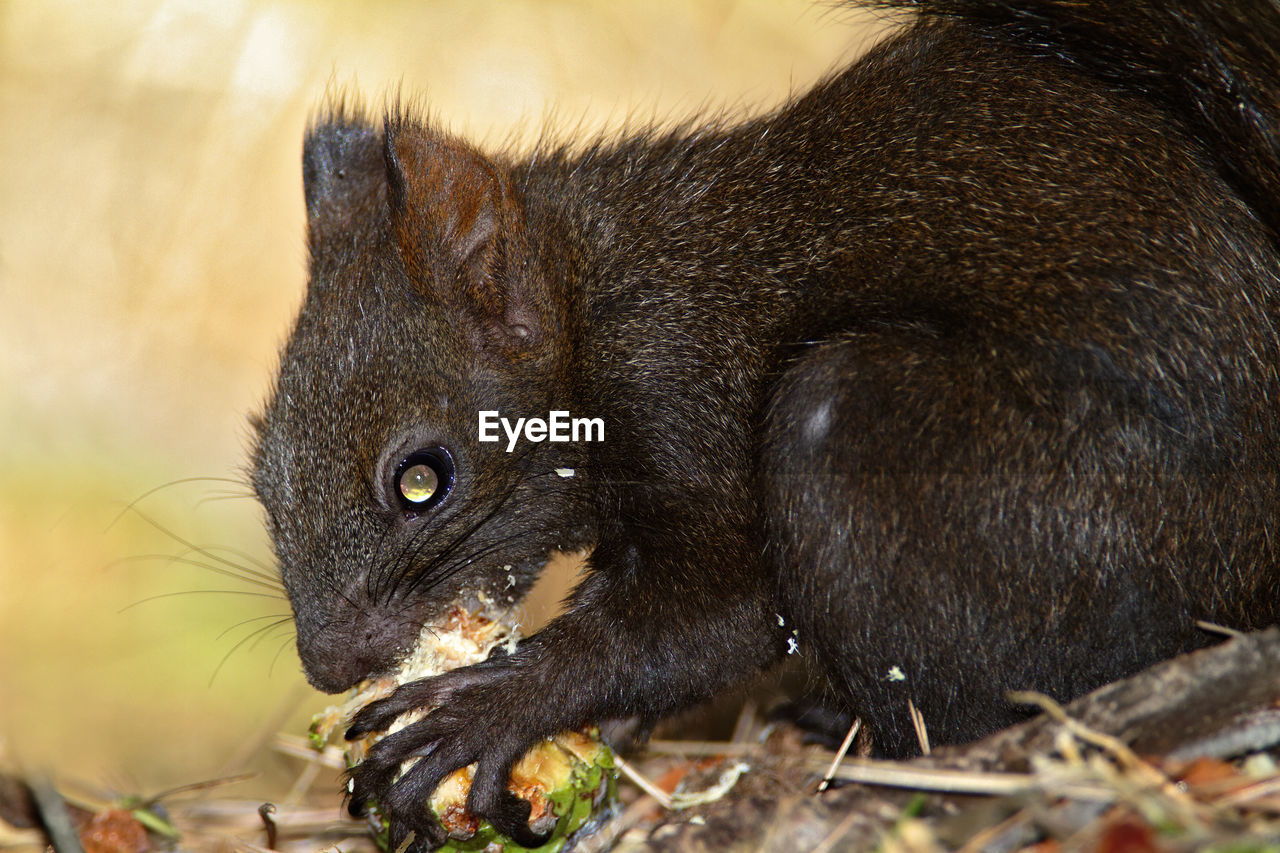 Eurasian red squirrel eating the pine cone, brijuni national park