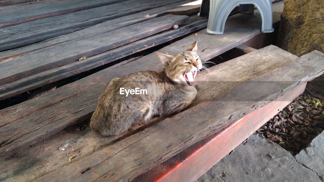 HIGH ANGLE VIEW OF A CAT