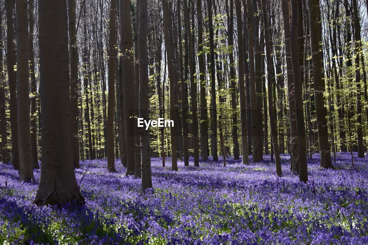 Bluebells in hallerbos  brussels belgium 