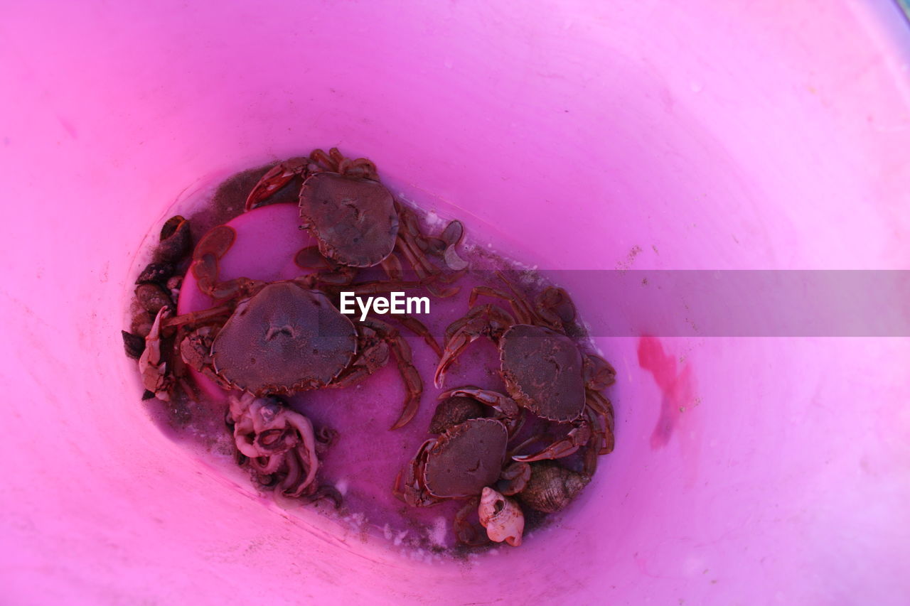 Close-up of crabs in pink bucket