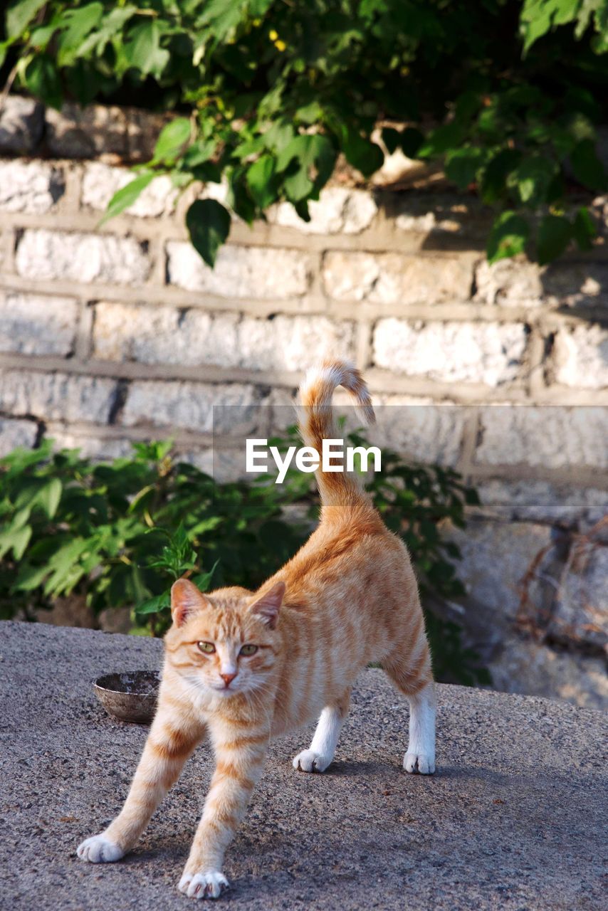 Portrait of cat on footpath