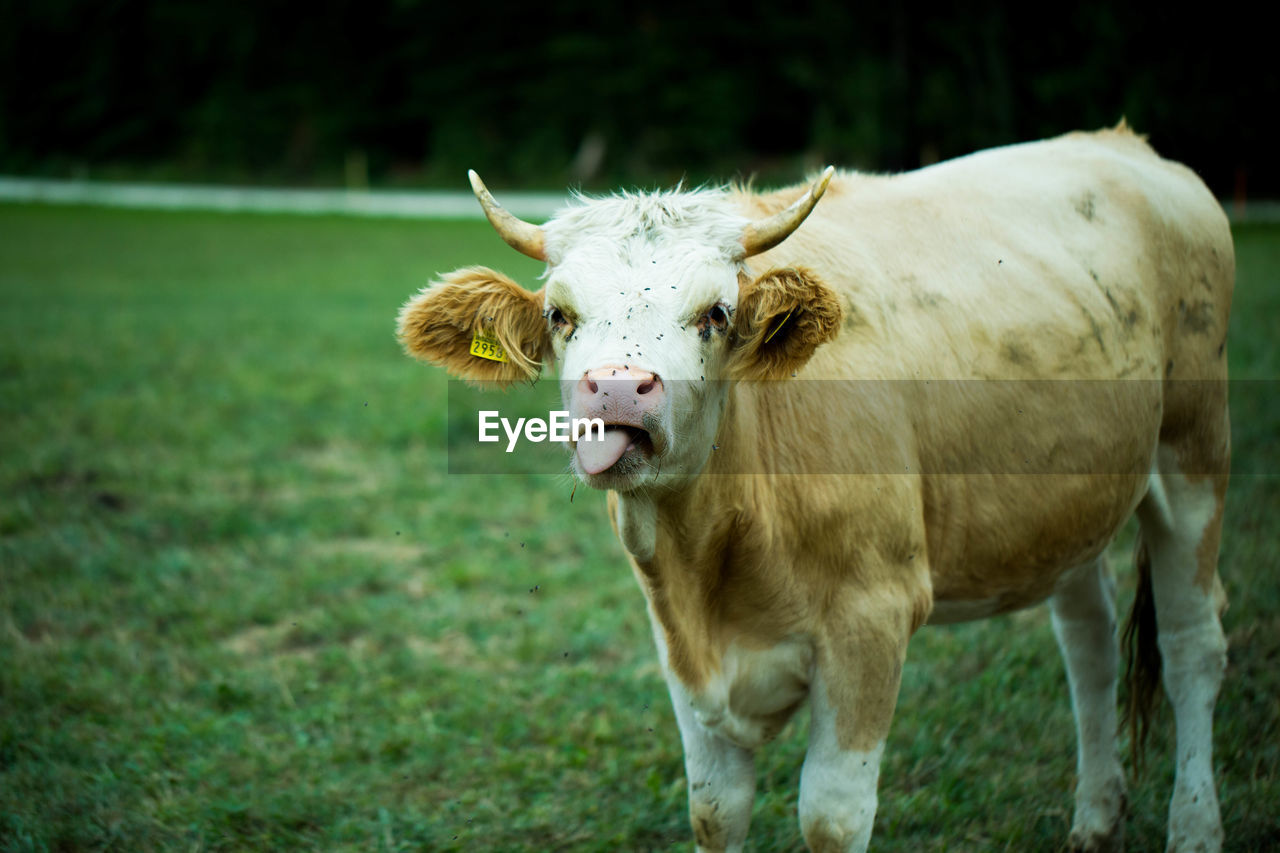 Portrait of cow on field