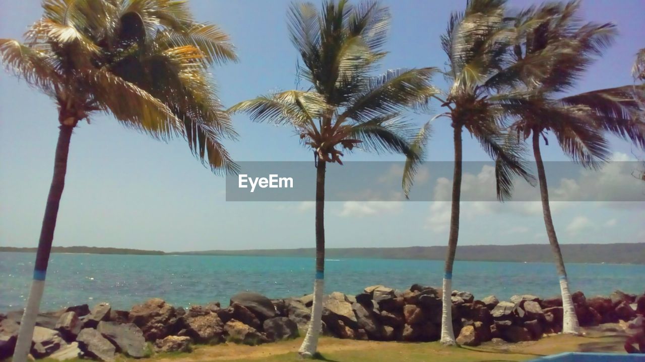 SCENIC VIEW OF PALM TREES AT BEACH AGAINST SKY