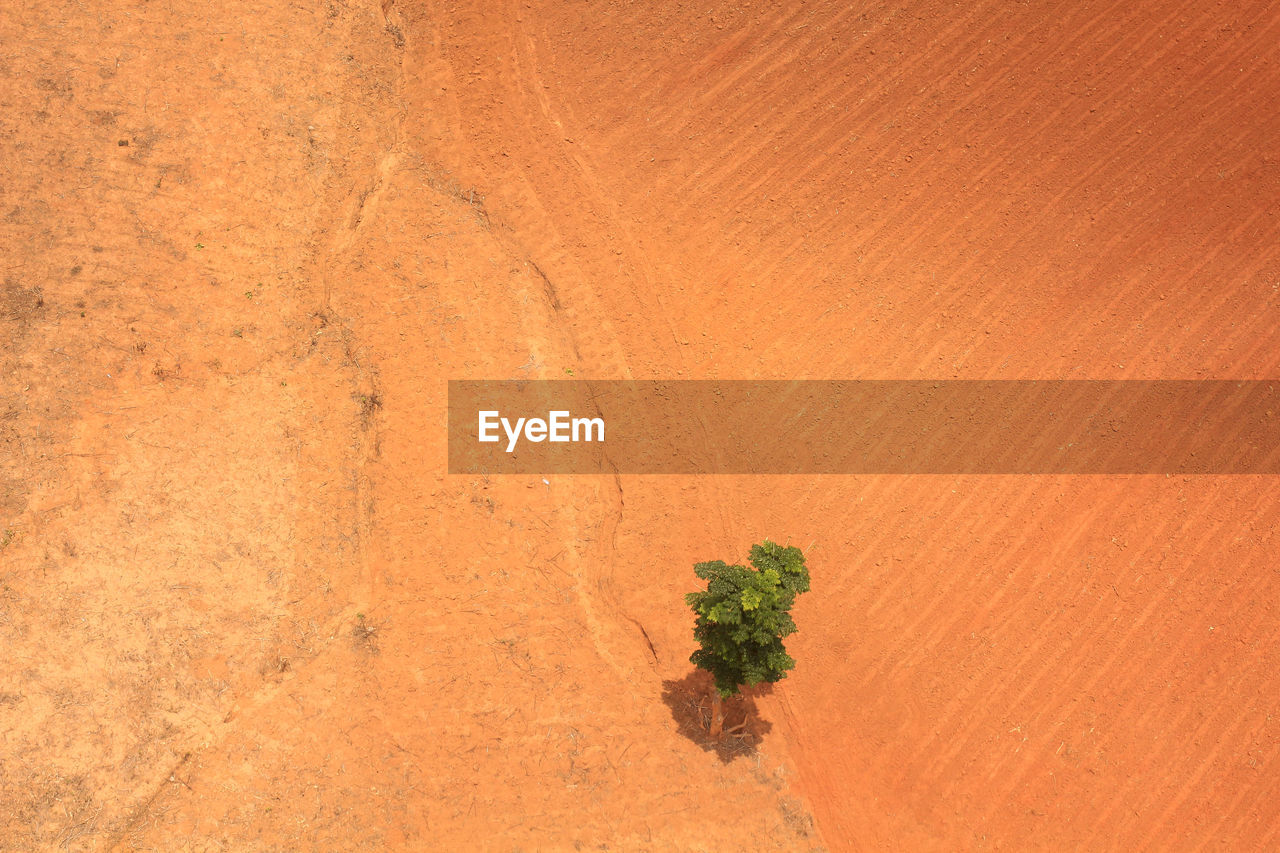 Plant growing in desert