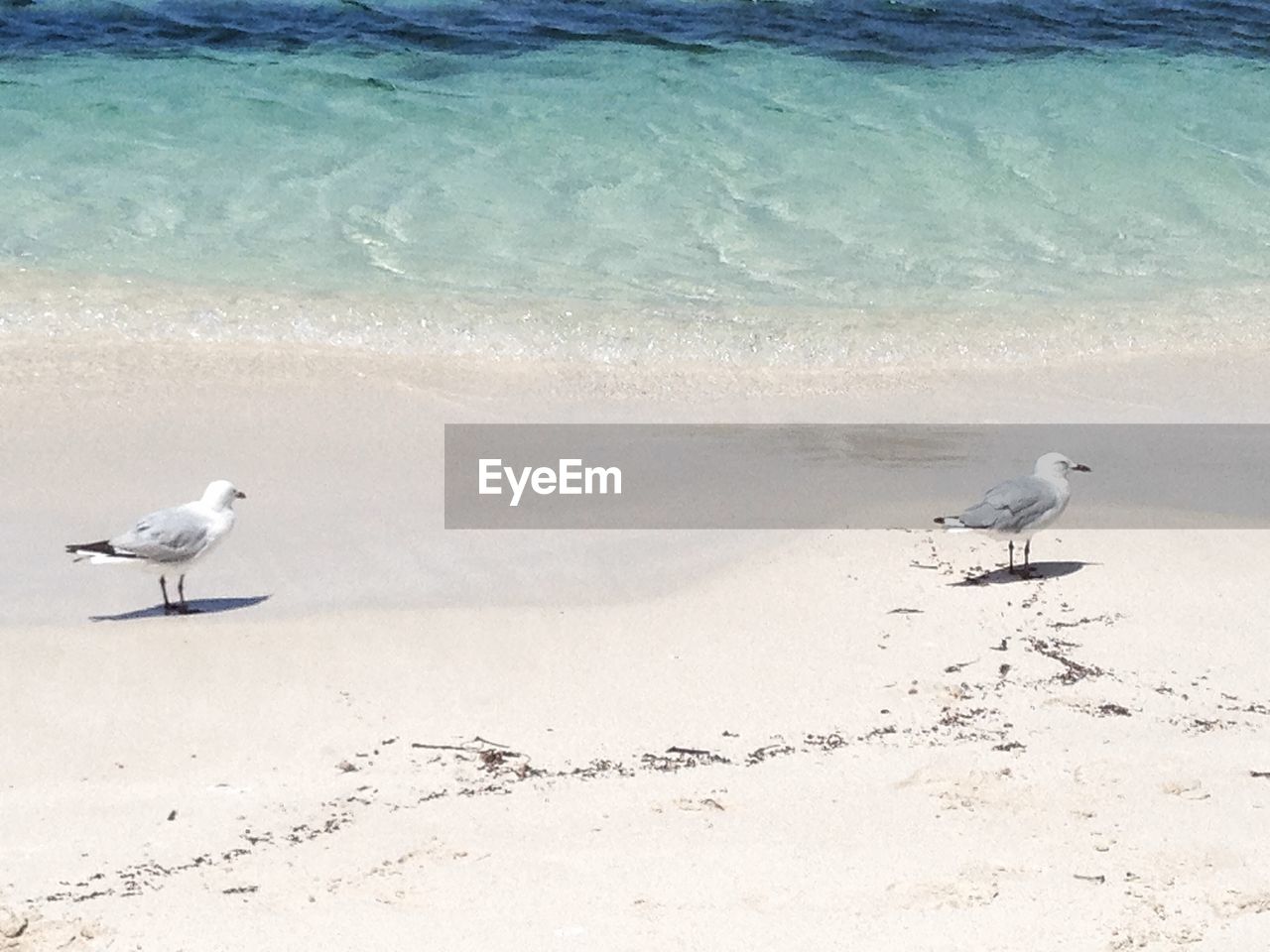 Pair of gulls on white sandy sea shore